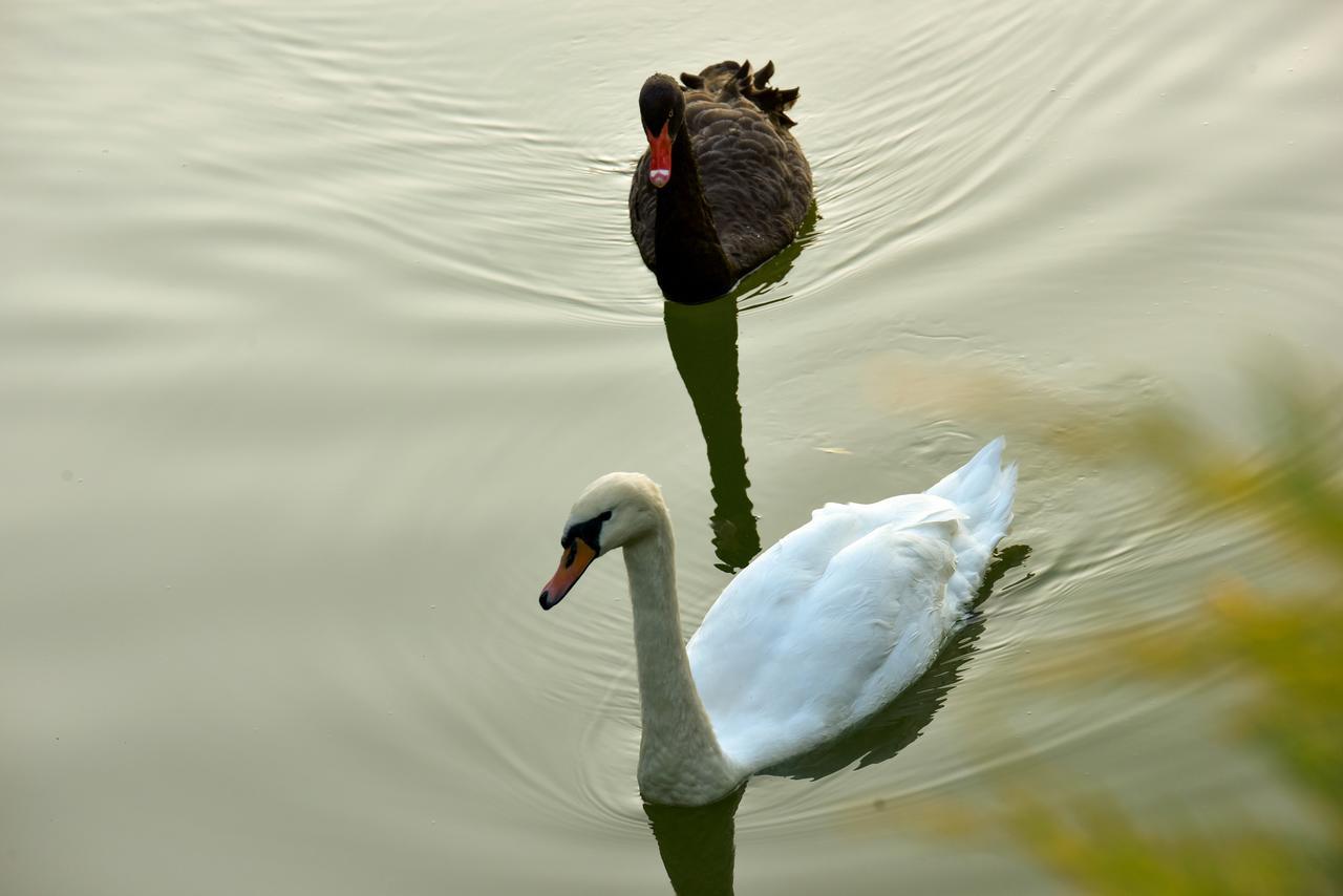 Lacul Verde Resort Ploieşti Exteriér fotografie